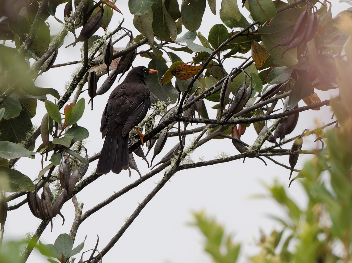 Glossy-black Thrush  Geotagged,Glossy-black thrush,Peru,Spring,Turdus serranus