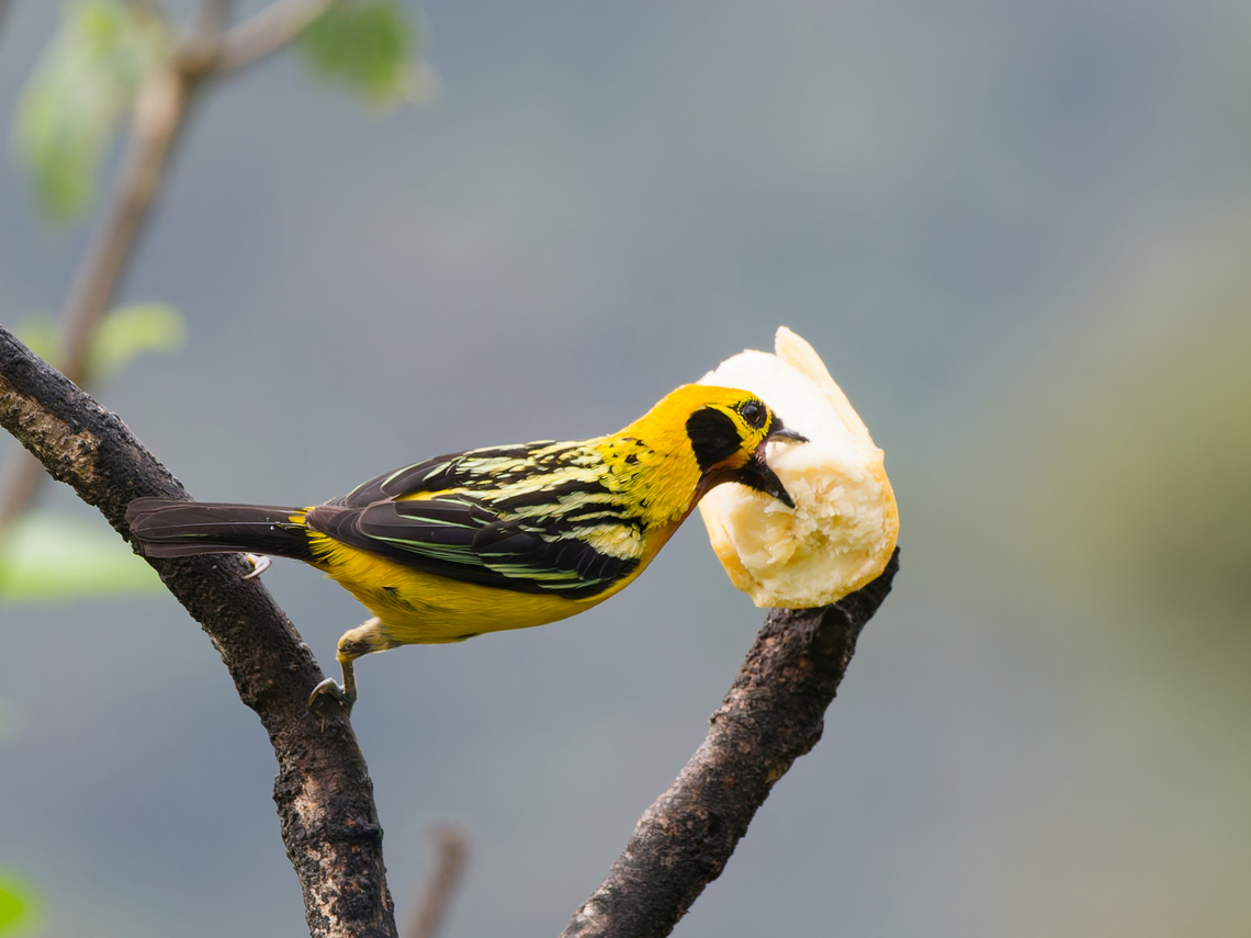 Golden Tanager  Geotagged,Golden tanager,Peru,Spring,Tangara arthus