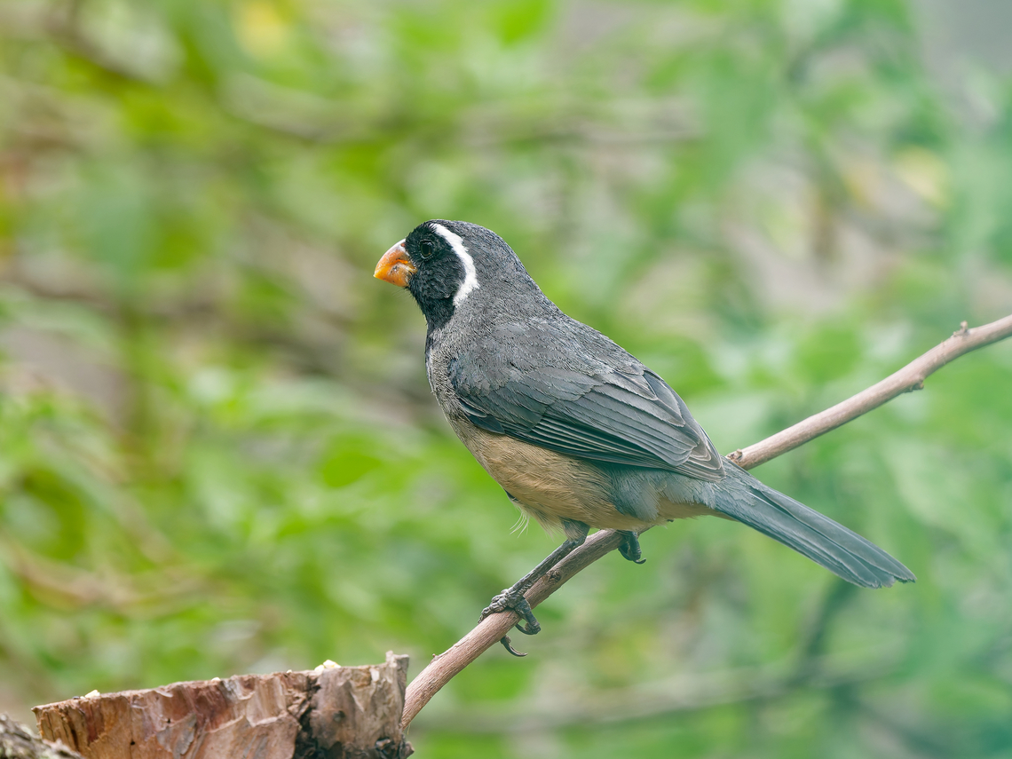 Golden-billed Saltator  Geotagged,Golden-billed saltator,Peru,Saltator aurantiirostris,Spring
