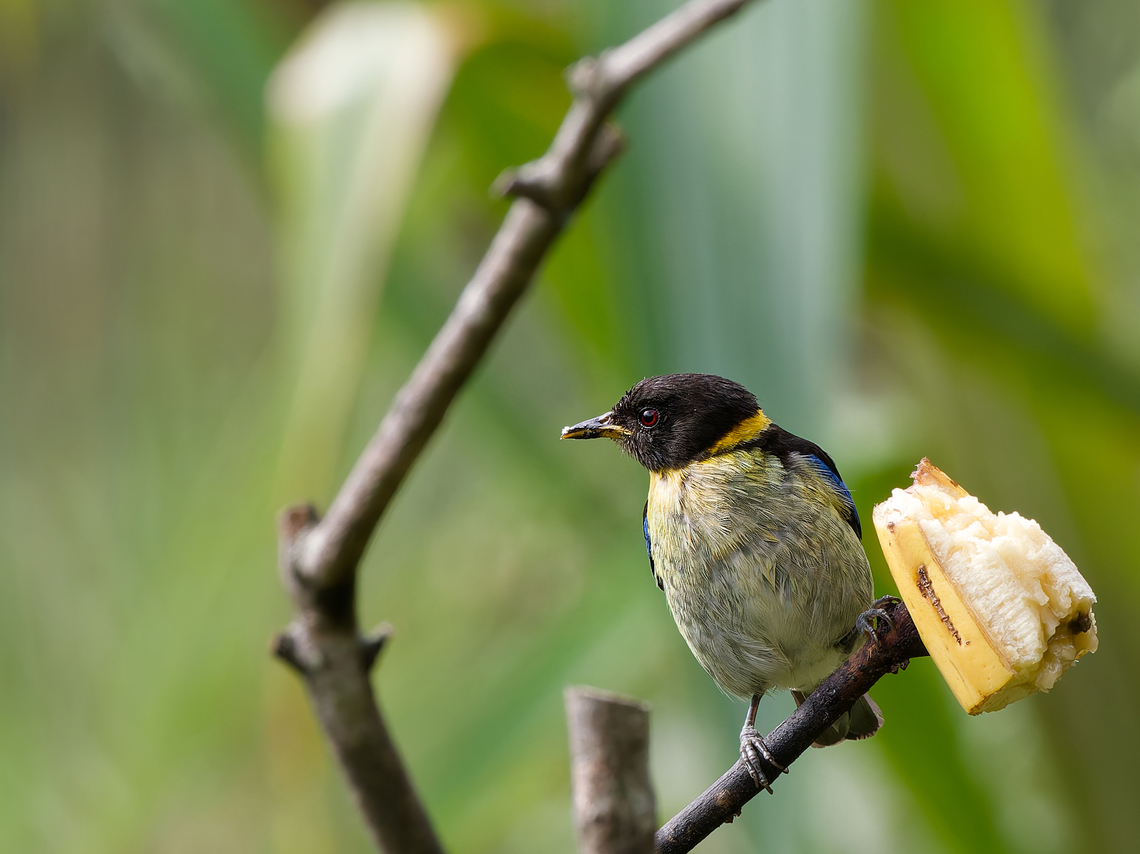 Golden-collared Honeycreeper  Geotagged,Golden-collared honeycreeper,Iridophanes pulcherrimus,Peru,Spring