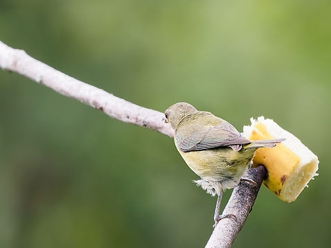 Golden-collared Honeycreeper missing female Geotagged,Golden-collared honeycreeper,Iridophanes pulcherrimus,Peru,Spring
