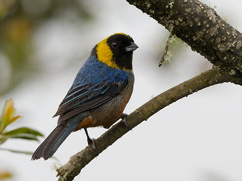 Golden-collared Tanager  Geotagged,Golden-collared tanager,Iridosornis jelskii,Peru,Spring
