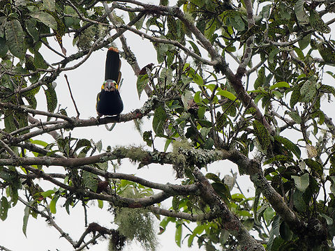 Golden-collared Toucanet look me in the eyes! Geotagged,Golden-collared toucanet,Peru,Selenidera reinwardtii,Spring