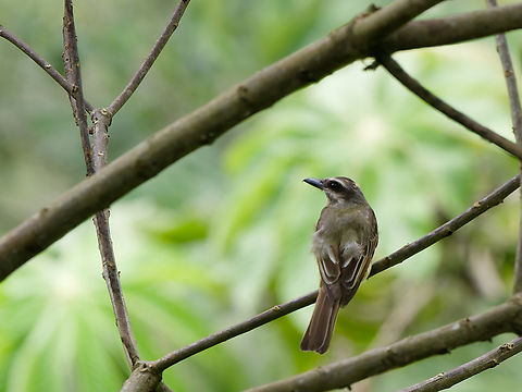 Golden-crowned Flycatcher  Geotagged,Golden-crowned flycatcher,Myiodynastes chrysocephalus,Peru,Spring