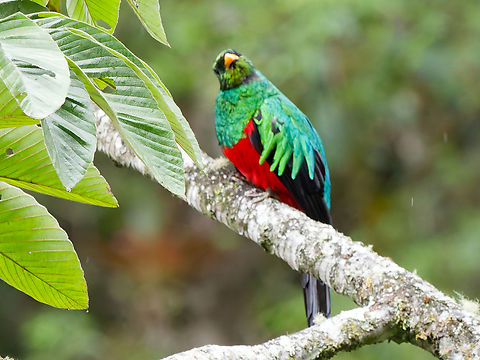 Golden-headed Quetzal male Geotagged,Golden-headed quetzal,Peru,Pharomachrus auriceps,Spring