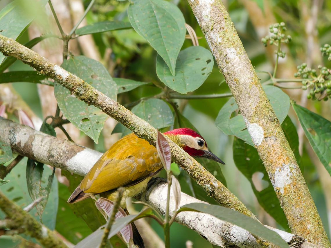 Golden-olive Woodpecker  Colaptes rubiginosus,Geotagged,Golden-olive woodpecker,Peru,Spring