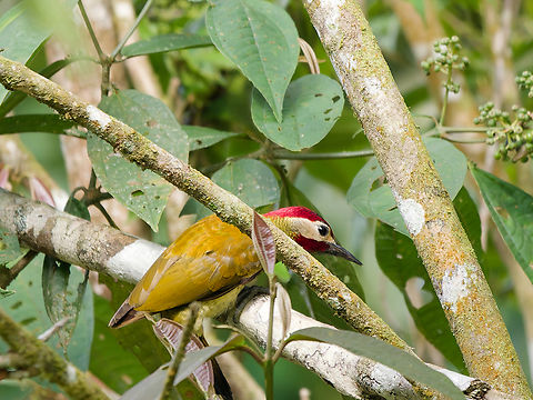 Golden-olive Woodpecker  Colaptes rubiginosus,Geotagged,Golden-olive woodpecker,Peru,Spring
