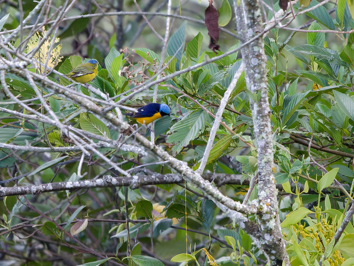 Golden-rumped Euphonia  Euphonia cyanocephala,Geotagged,Golden-rumped euphonia,Peru,Spring