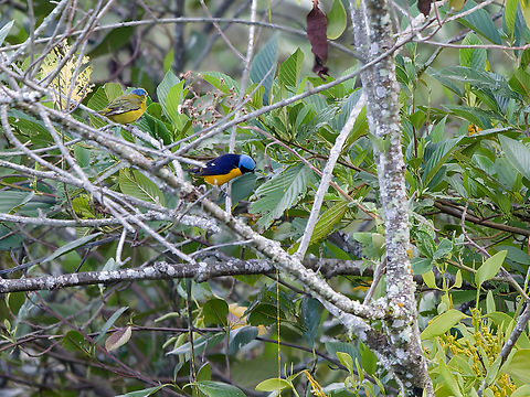 Golden-rumped Euphonia  Euphonia cyanocephala,Geotagged,Golden-rumped euphonia,Peru,Spring