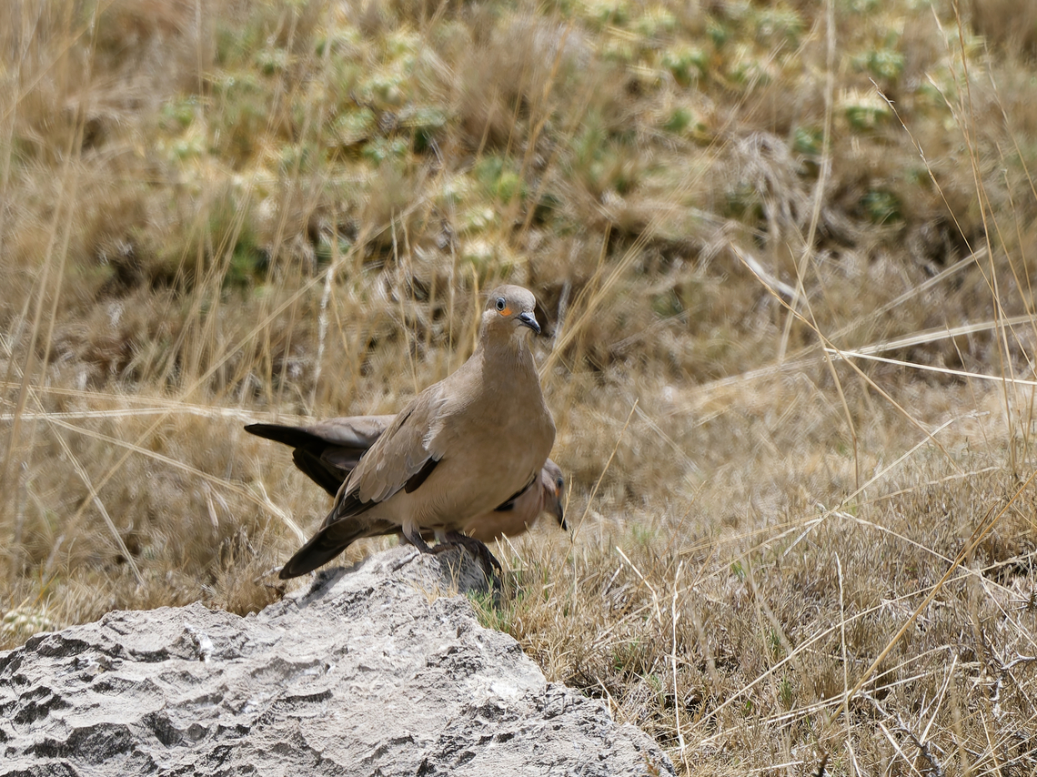 Golden-spotted Ground Dove  Geotagged,Golden-spotted ground dove,Metriopelia aymara,Peru,Spring