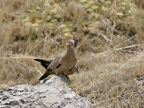 Golden-spotted Ground Dove  Geotagged,Golden-spotted ground dove,Metriopelia aymara,Peru,Spring