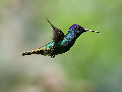 Golden-tailed Sapphire flying with tongue out Chrysuronia oenone,Geotagged,Golden-tailed sapphire,Peru,Spring