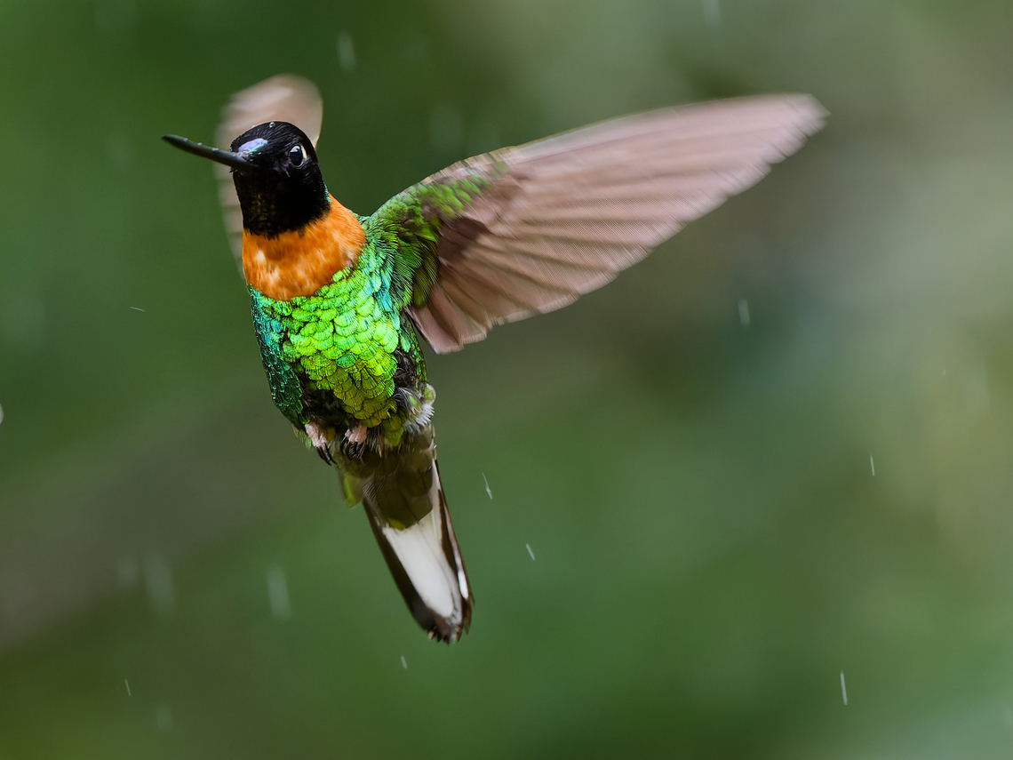 Gould's Inca flying in the rain at Inkatambo Birding Center  Coeligena inca,Geotagged,Goulds inca,Peru,Spring