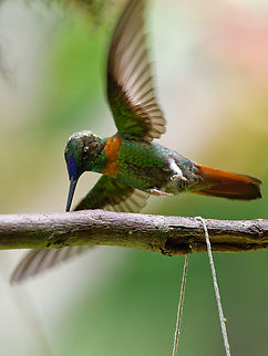 Gould's Jewelfront  Geotagged,Goulds jewelfront,Heliodoxa aurescens,Peru,Spring