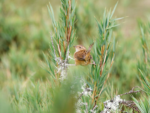 Grass Wren  Cistothorus platensis,Geotagged,Grass Wren,Peru,Spring