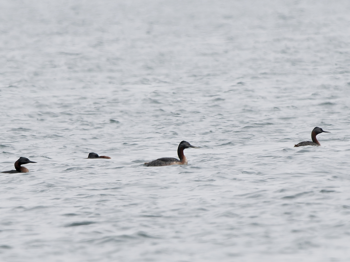 Great Grebe  Geotagged,Great grebe,Peru,Podiceps major,Spring