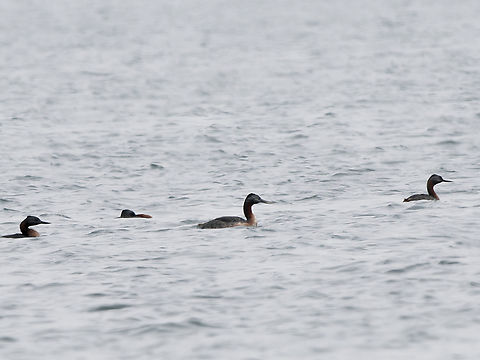 Great Grebe  Geotagged,Great grebe,Peru,Podiceps major,Spring