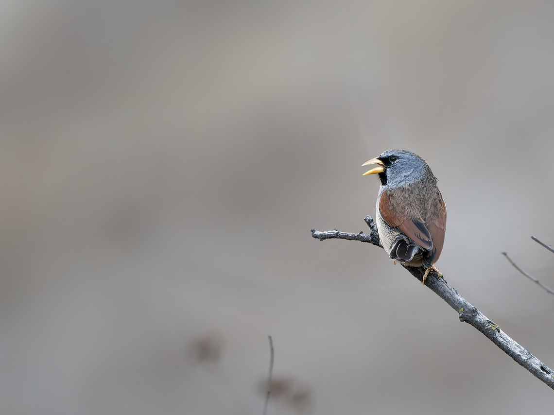 Great_Inca Finch  Geotagged,Great Inca finch,Incaspiza pulchra,Peru,Spring