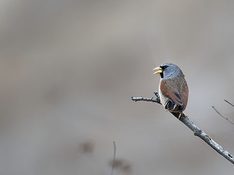 Great_Inca Finch  Geotagged,Great Inca finch,Incaspiza pulchra,Peru,Spring