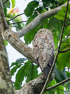 Great Potoo  Geotagged,Great potoo,Nyctibius grandis,Peru,Spring