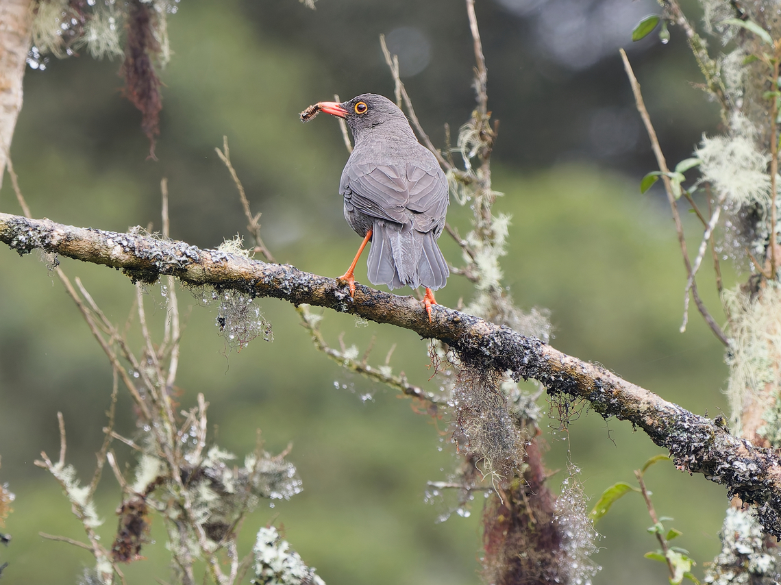 Great Thrush with prey Geotagged,Great Thrush,Peru,Spring,Turdus fuscater