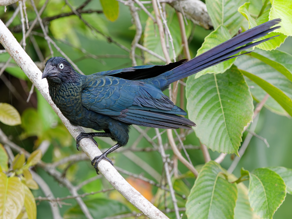 Greater Ani  Crotophaga major,Geotagged,Greater ani,Peru,Spring
