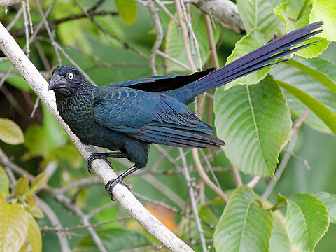 Greater Ani  Crotophaga major,Geotagged,Greater ani,Peru,Spring