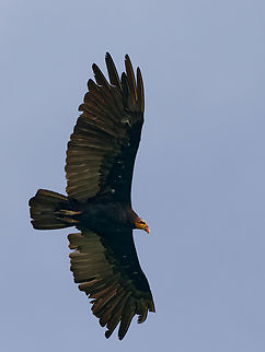 Greater Yellow-headed Vulture  Cathartes melambrotus,Geotagged,Greater yellow-headed vulture,Peru,Spring