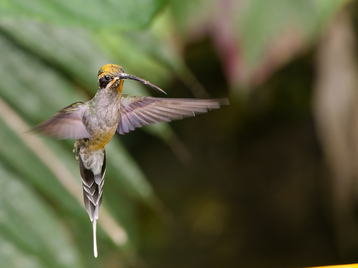 Green Hermit  Geotagged,Green hermit,Peru,Phaethornis guy,Spring
