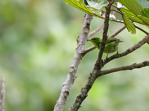 Green Honeycreeper  Chlorophanes spiza,Geotagged,Green Honeycreeper,Peru,Spring