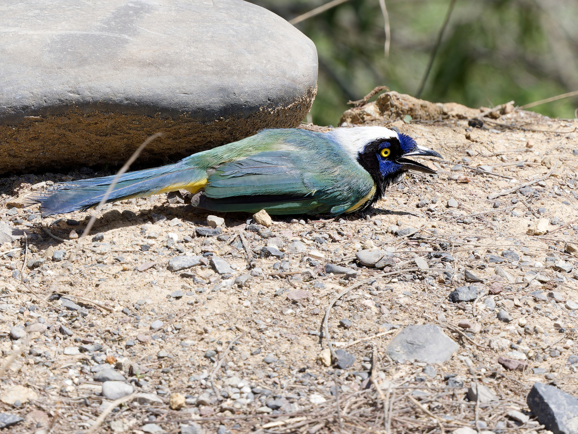 Green Jay young bird besides the road obviously after car contact. Mother clamouring close-by  Cyanocorax yncas,Geotagged,Green Jay,Peru,Spring