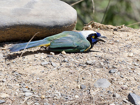 Green Jay young bird besides the road obviously after car contact. Mother clamouring close-by  Cyanocorax yncas,Geotagged,Green Jay,Peru,Spring