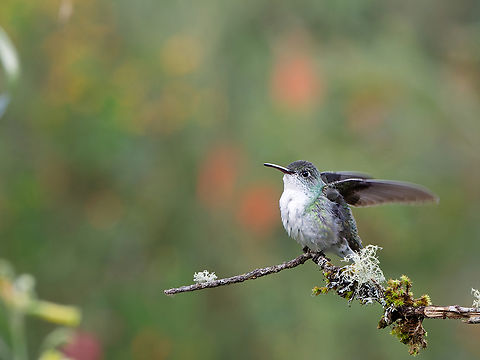 Green-and-white Hummingbird  Elliotomyia viridicauda,Geotagged,Green-and-white hummingbird,Peru,Spring
