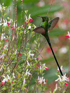 Green-tailed Trainbearer  Geotagged,Green-tailed trainbearer,Lesbia nuna,Peru,Spring