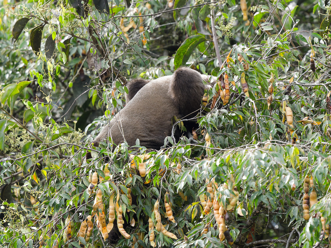 Grey Woolly Monkey the reality in the jungle: huge animal, heard, only partially seen  Geotagged,Gray woolly monkey,Lagothrix lagothricha cana,Peru,Spring