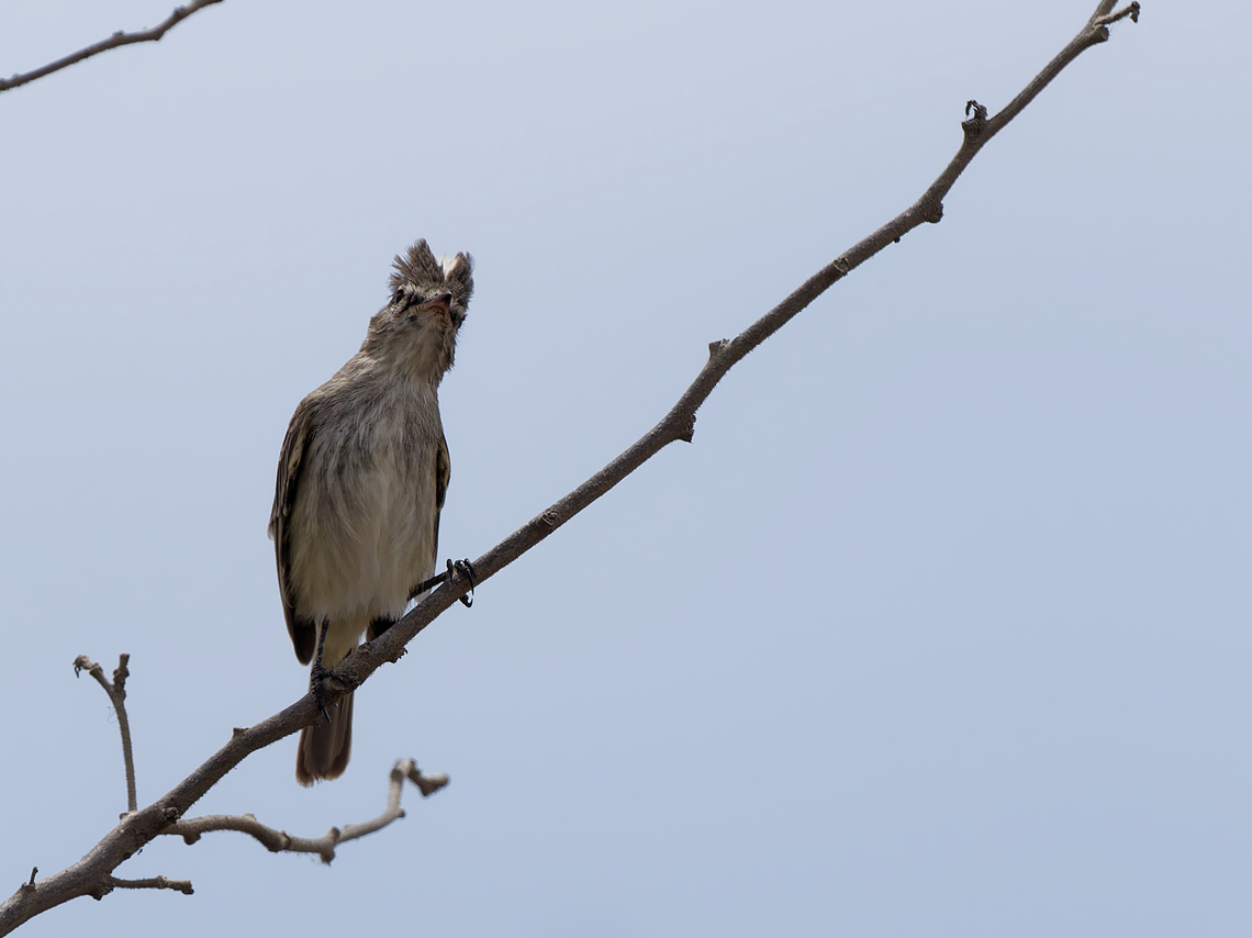 Grey-and-white Tyrannulet  Geotagged,Grey-and-white tyrannulet,Peru,Pseudelaenia leucospodia,Spring