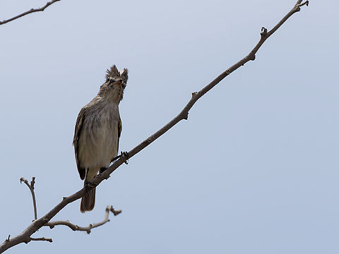 Grey-and-white Tyrannulet  Geotagged,Grey-and-white tyrannulet,Peru,Pseudelaenia leucospodia,Spring