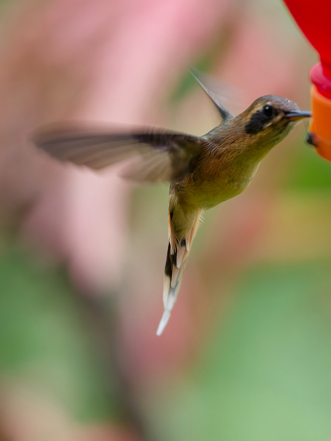 Grey-chinned Hermit  Geotagged,Grey-chinned hermit,Peru,Phaethornis griseogularis,Spring