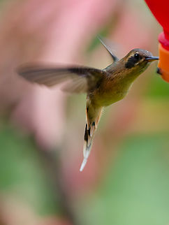 Grey-chinned Hermit  Geotagged,Grey-chinned hermit,Peru,Phaethornis griseogularis,Spring