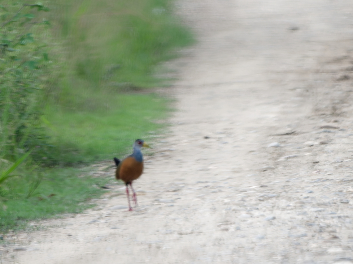 Grey-cowled Wood Rail through the car window which should be avoided. But I took the shot anyway not to avoid any document of that species. Sorry.  Aramides cajaneus,Geotagged,Grey-cowled wood rail,Peru,Spring