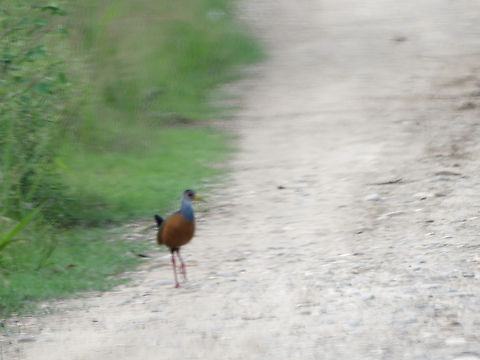 Grey-cowled Wood Rail through the car window which should be avoided. But I took the shot anyway not to avoid any document of that species. Sorry.  Aramides cajaneus,Geotagged,Grey-cowled wood rail,Peru,Spring
