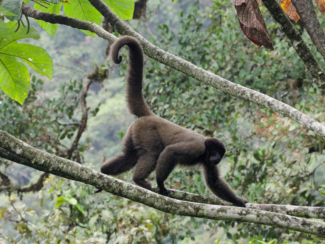 Grey woolly Monkey patience and luck brings the whole animal up Geotagged,Gray woolly monkey,Lagothrix lagothricha cana,Peru,Spring