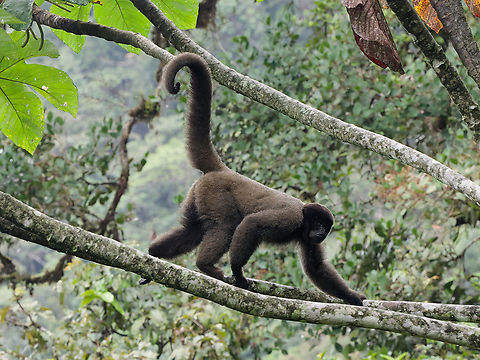 Grey woolly Monkey patience and luck brings the whole animal up Geotagged,Gray woolly monkey,Lagothrix lagothricha cana,Peru,Spring