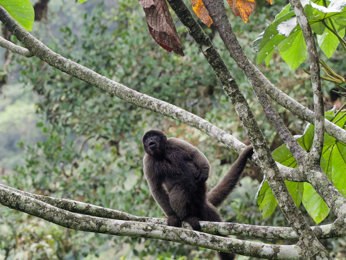Grey woolly Monkey work is done, sit, relax and scratch Geotagged,Gray woolly monkey,Lagothrix lagothricha cana,Peru,Spring