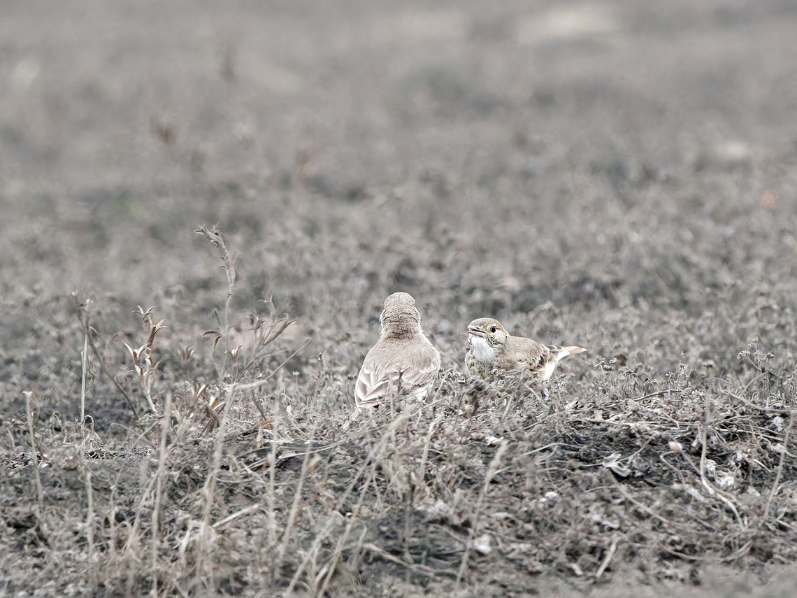 Greyish Miner with young one begging Geositta maritima,Geotagged,Greyish miner,Peru,Spring