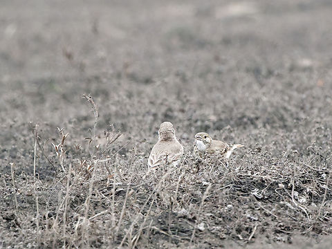 Greyish Miner with young one begging Geositta maritima,Geotagged,Greyish miner,Peru,Spring