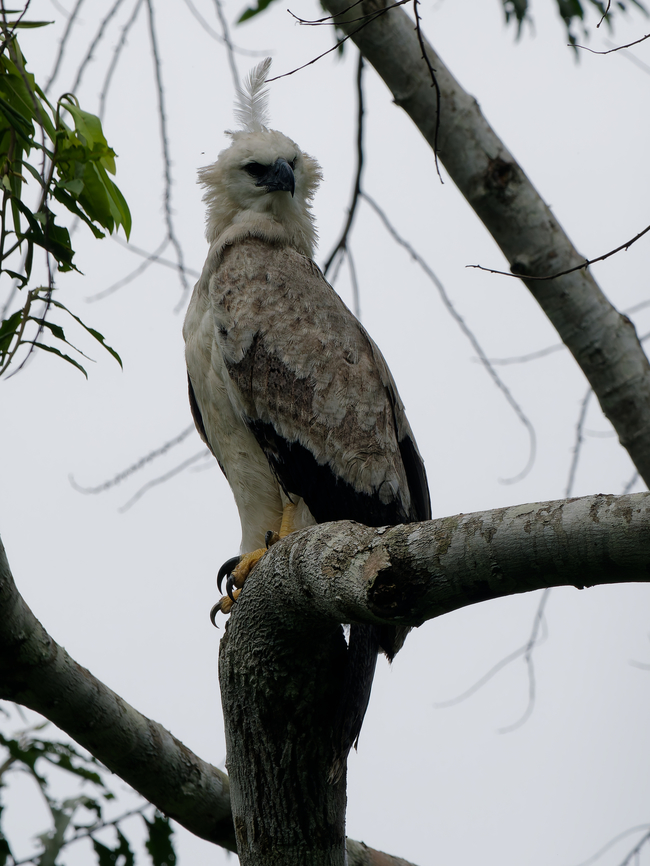 Harpie juvenile  Geotagged,Harpia harpyja,Harpy Eagle,Peru,Spring