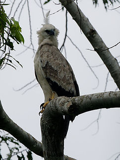 Harpie juvenile  Geotagged,Harpia harpyja,Harpy Eagle,Peru,Spring