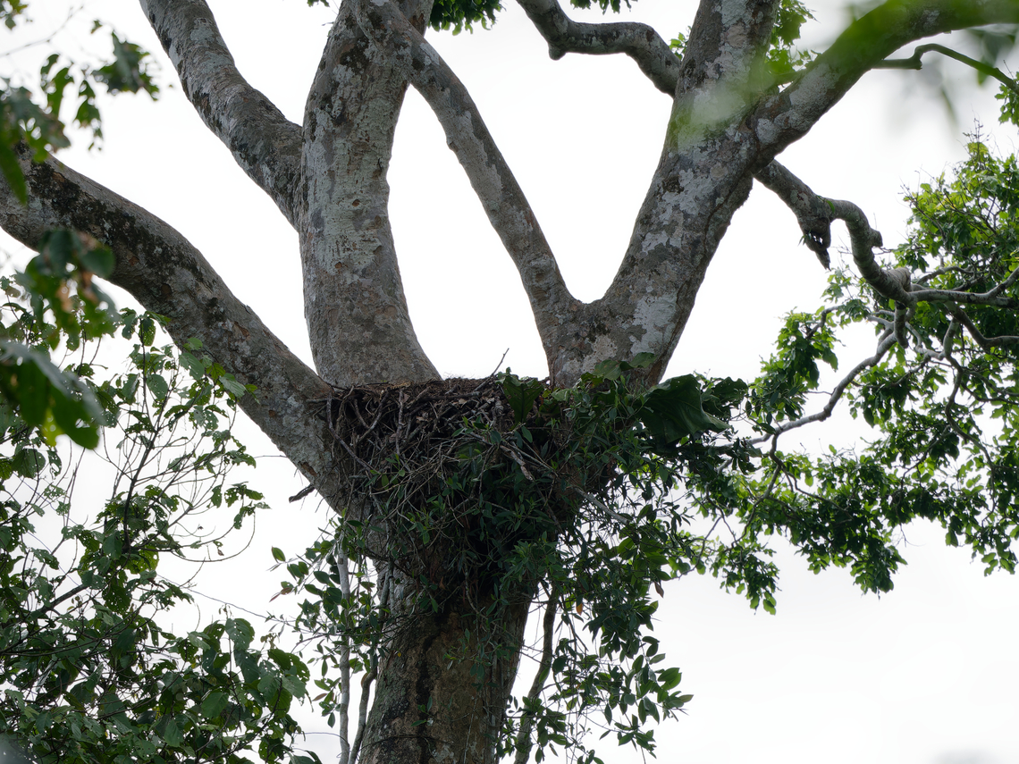 Harpie Nest empty nest Geotagged,Harpia harpyja,Harpy Eagle,Peru,Spring