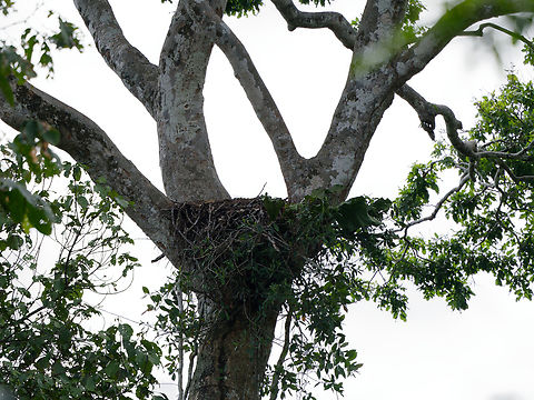 Harpie Nest empty nest Geotagged,Harpia harpyja,Harpy Eagle,Peru,Spring
